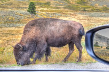 Amerikan Bizonu Yellowstone Ulusal Parkı 'nda sonbaharda otlanıyor. Bufalo otlakta.