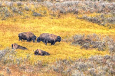 Amerikan Bizonu Yellowstone Ulusal Parkı 'nda sonbaharda otlanıyor. Bufalo otlakta.