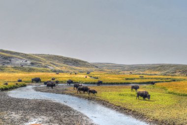 Amerikan Bizonu Yellowstone Ulusal Parkı 'nda sonbaharda otlanıyor. Bufalo otlakta.