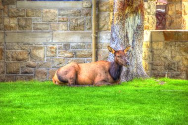 Yellowstone Ulusal Parkı 'ndaki Fort Yellowstone Mammoth Kaplıcalarında Vahşi Geyik, ABD