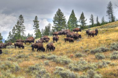 Amerikan Bizonu Yellowstone Ulusal Parkı 'nda sonbaharda otlanıyor. Bufalo otlakta.