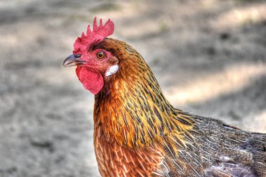 Bir Key West Horoz Tavuğu Tarak Kırmızı Horoz Tarağı