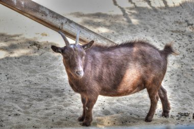 Hayvanat Bahçesindeki Keçiler, Pigme Goa