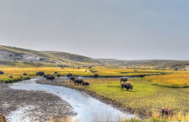 Amerikan Bizonu Yellowstone Ulusal Parkı 'nda sonbaharda otlanıyor. Bufalo otlakta.