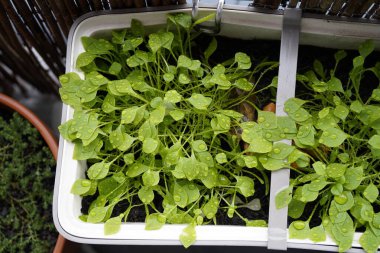 Genç saksı Postelein salatası Sonbahar boyunca yağmur damlalarıyla