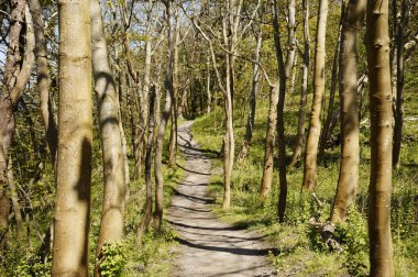 Mecklenburg-Vorpommern 'deki Ada Hiddensee' de güzel yürüyüş yolu (Almanya)