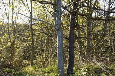 Baharda Mecklenburg-Vorpommern 'deki Ada Hiddensee' de doğal ağaçlar (Almanya)