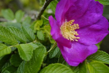 Ada Hiddensee 'de yetişen pembe bir patates gülünün yakın çekimi.