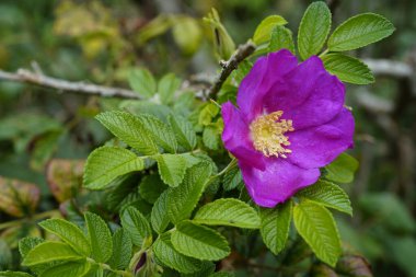 Ada Hiddensee 'de yetişen pembe bir patates gülünün yakın çekimi.
