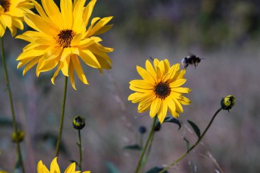 Mekklenburg-Vorpommern 'deki Island Hiddensee' de bir çayır çimenliğinde sarı çiçeklerin yakın çekimi 