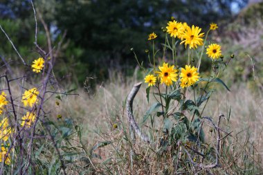 Mecklenburg-Vorpommern 'deki Island Hiddensee otlağındaki doğal sarı çiçekler. 