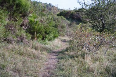 Almanya 'da Saklı Ada' da gül kalça çalısı ile yürüyüş yolu