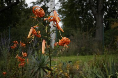 image of stunning orange tiger lily flower  clipart