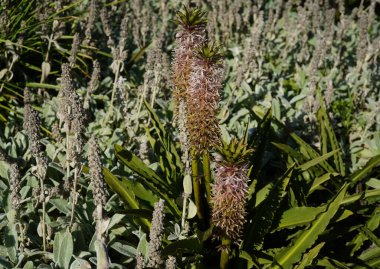 Bahçede üç ibikli zambak resmi 