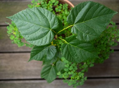 potted small linden tree (Tilia) on wooden balcony floor clipart