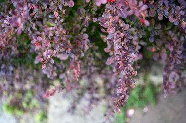 Bir böğürtlen bitkisinin klup fotoğrafı (Berberis)