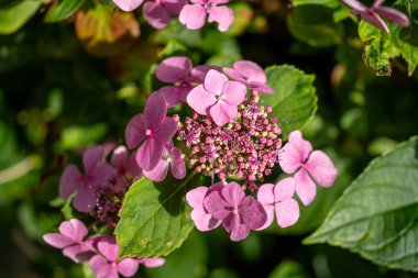Pembe bir ortanca çiçeğinin yakın plan görüntüsü