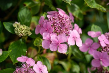 Pembe bir ortanca çiçeğinin yakın plan görüntüsü