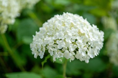Beyaz ortanca çiçeğinin makro görüntüsü