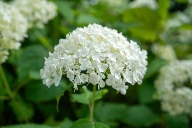 Beyaz ortanca çiçeğinin makro görüntüsü