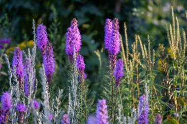 Veronica Longifolia (Veronica Longifolia))