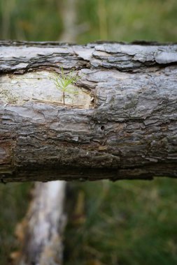Potsdam 'da (Almanya) WILDPARK Batı' da bir ağaç gövdesinde büyüyen bebek çam ağacının görüntüsü)