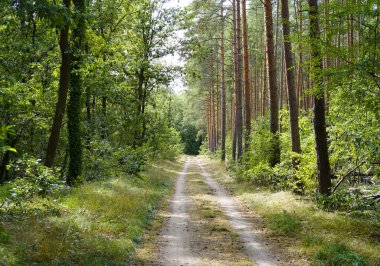 Potsdam 'da (Almanya) WILDPARK Batı' daki doğal orman yolu.)