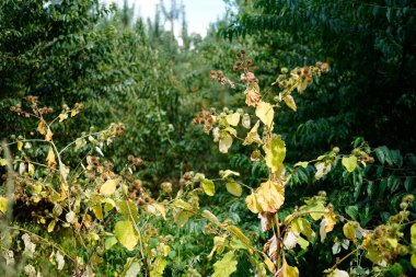 Almanya 'nın Brandenburg kentinde, Potsdam' daki Wildpark West 'teki bir burdock bitkisinin görüntüsü.