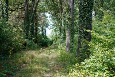 Almanya 'da Potsdam' da (Brandenburg) Wildpark 'ın batısında orman izleri var..