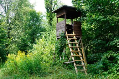 Potsdam 'da (Brandenburg), Almanya' da Wildpark West 'te bir orman tüneği.