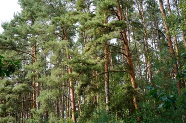 Potsdam 'da (Brandenburg) Wildpark' ın batısındaki çam ağaçları, Almanya.