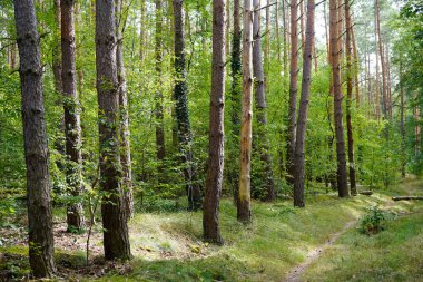 Almanya 'da Potsdam' da (Brandenburg) Wildpark 'ın batısında orman izleri var..