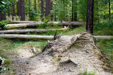 Almanya 'da Potsdam' da (Brandenburg) Wildpark 'ın batısında orman izleri var..