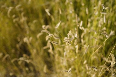 Sivrisinek otunun (bouteloua gracilis) yaz sonu minimalist görüntüsü. Sivrisinek otları 20 cm 'ye kadar büyür..