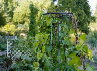 upcycling of a bicycle rim as a climbing aid for beans in the garden clipart