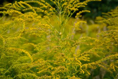 Altın bir çiçeğin (solidago) çiçekli güzel bir görüntüsü