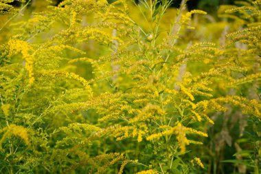 Altın bir çiçeğin (solidago) çiçekli güzel bir görüntüsü