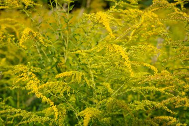 Altın bir çiçeğin (solidago) çiçekli güzel bir görüntüsü