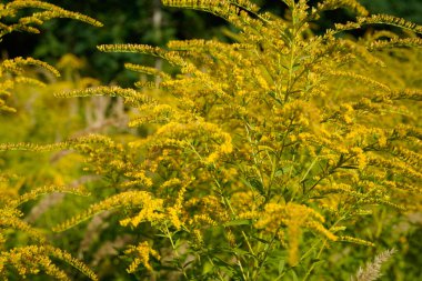 Altın bir çiçeğin (solidago) çiçekli güzel bir görüntüsü