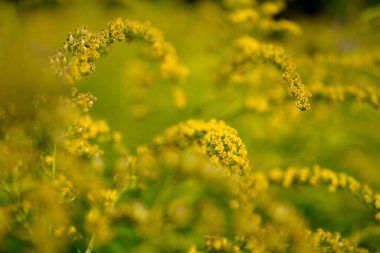 Çiçek açmış bir altın başak çiçeğinin (solidago) yakın plan resmi