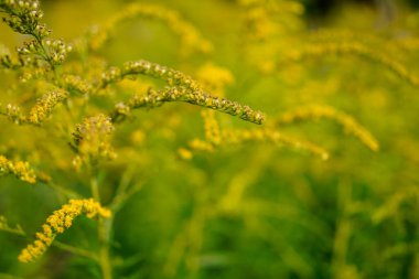 Çiçek açmış bir altın başak çiçeğinin (solidago) yakın plan resmi
