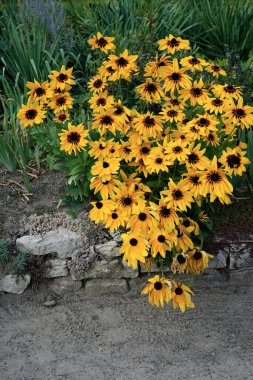 image of yellow rudbeckia hirta flowers ( coneflowers ) clipart