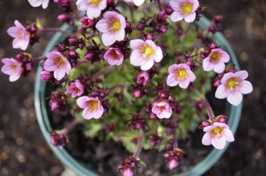 Saksafon bitkisinin minimalist görüntüsü