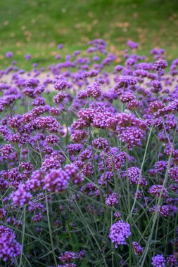 Parktaki bir grup Arjantin mine çiçeğinin görüntüsü