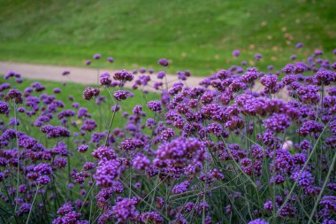 Parktaki bir grup Arjantin mine çiçeği (verbena bonariensis) resmi