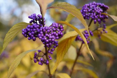 Kallicarpa japonica ağacının sonbahar dönemi meyvelerinin yakın plan resmi