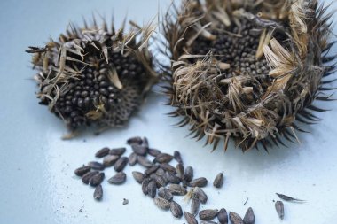 seeds of a cotton thistle (onopordum acanthium) clipart