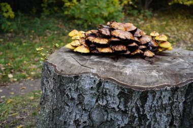 Ağaç gövdesinde büyüyen bir mantar resmi