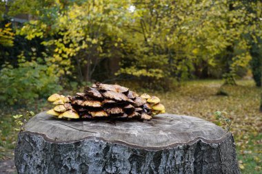 Ağaç gövdesinde büyüyen bir mantar resmi