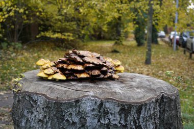 Ağaç gövdesinde büyüyen bir mantar resmi